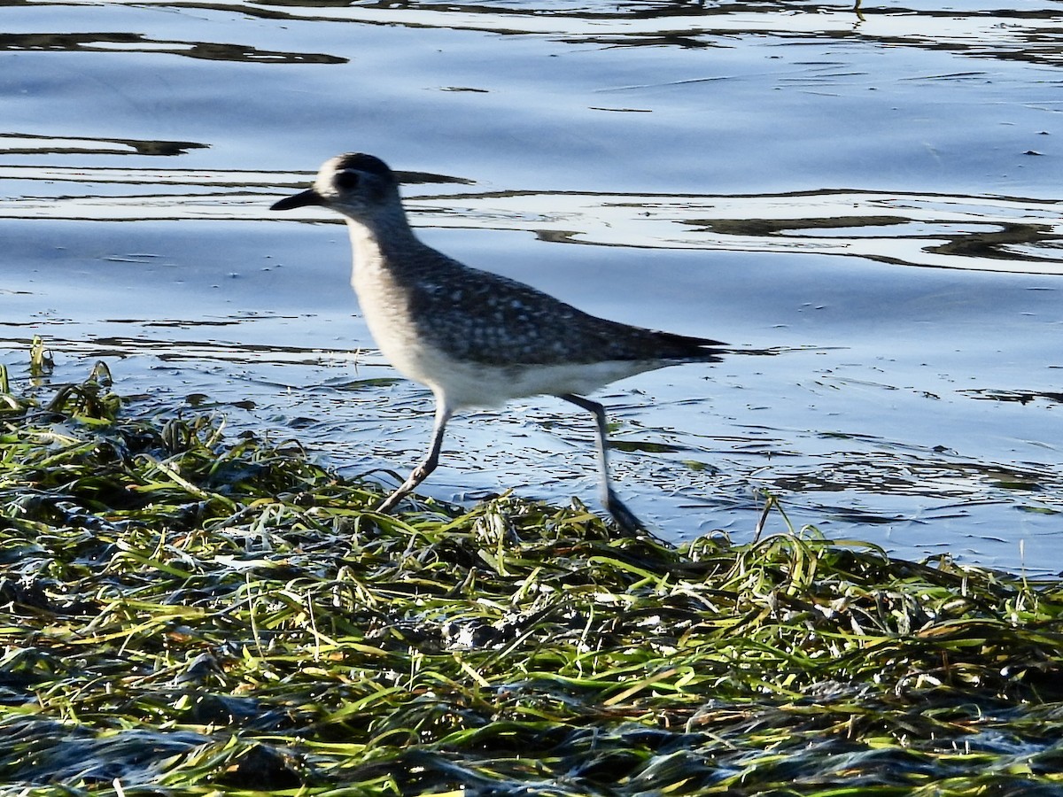 Chorlito Gris - ML646561960