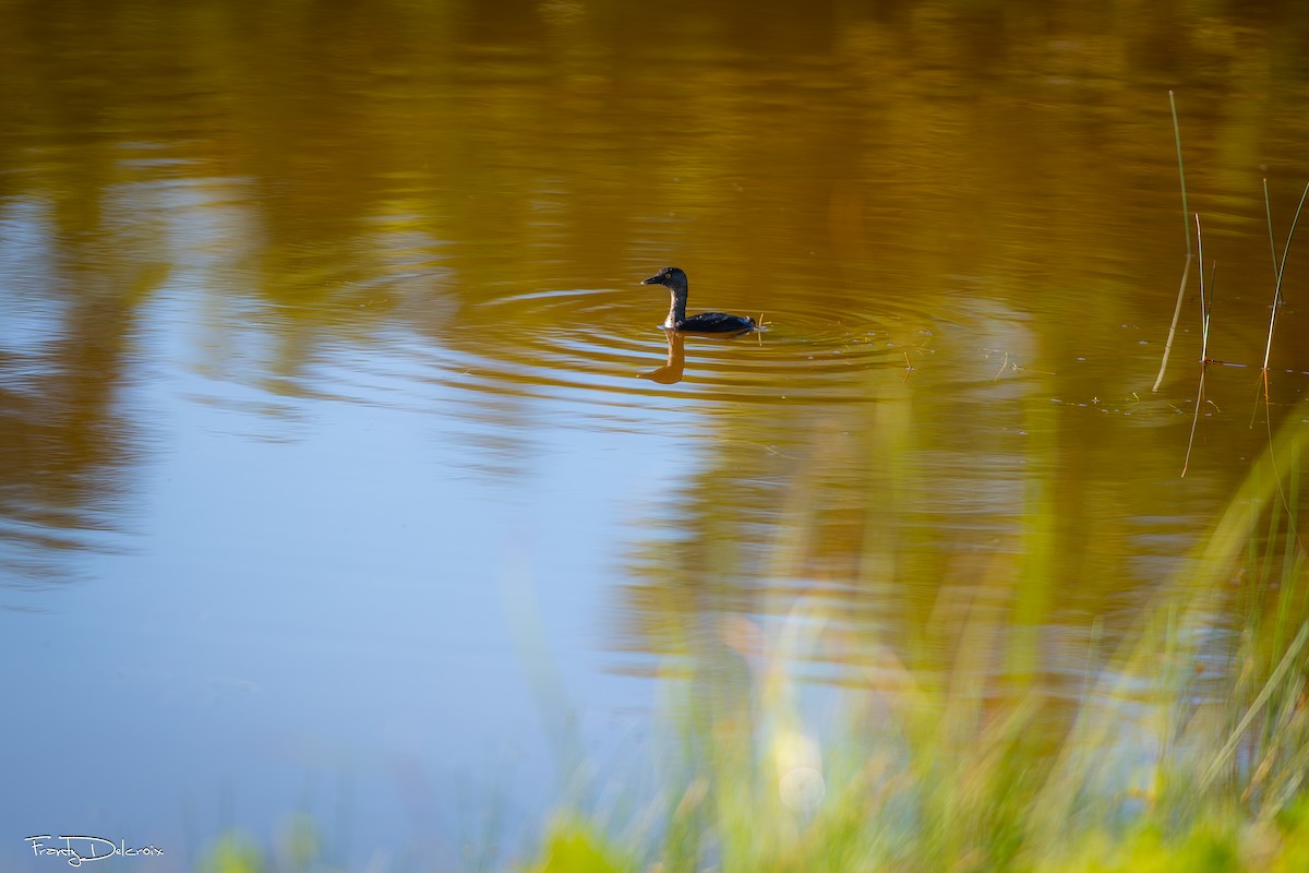 Least Grebe - ML646561961
