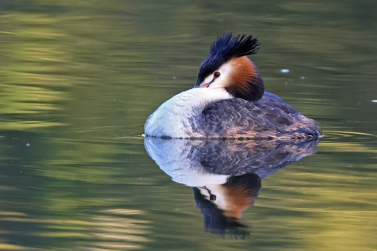 Great Crested Grebe - ML646561962