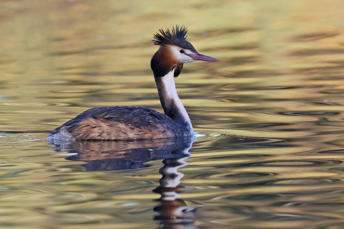 Great Crested Grebe - ML646561963