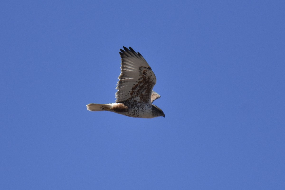 Ferruginous Hawk - ML646561964