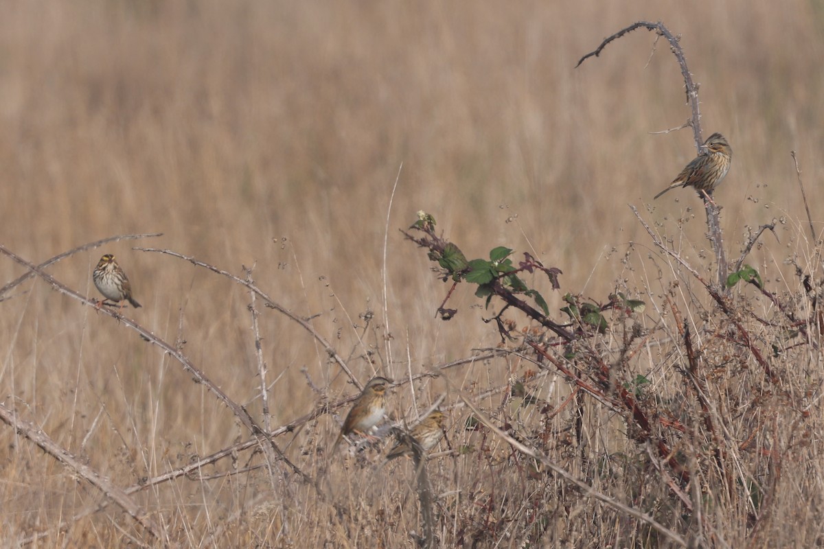 Lincoln's Sparrow - ML646561966