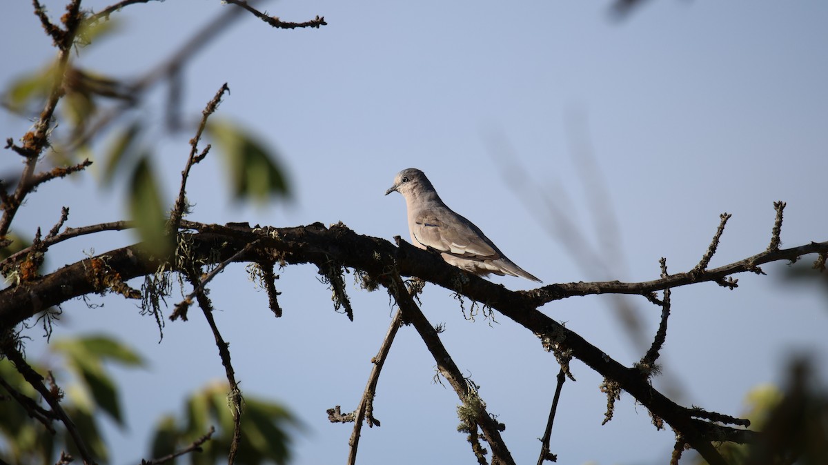 holoubek pikui - ML646561967