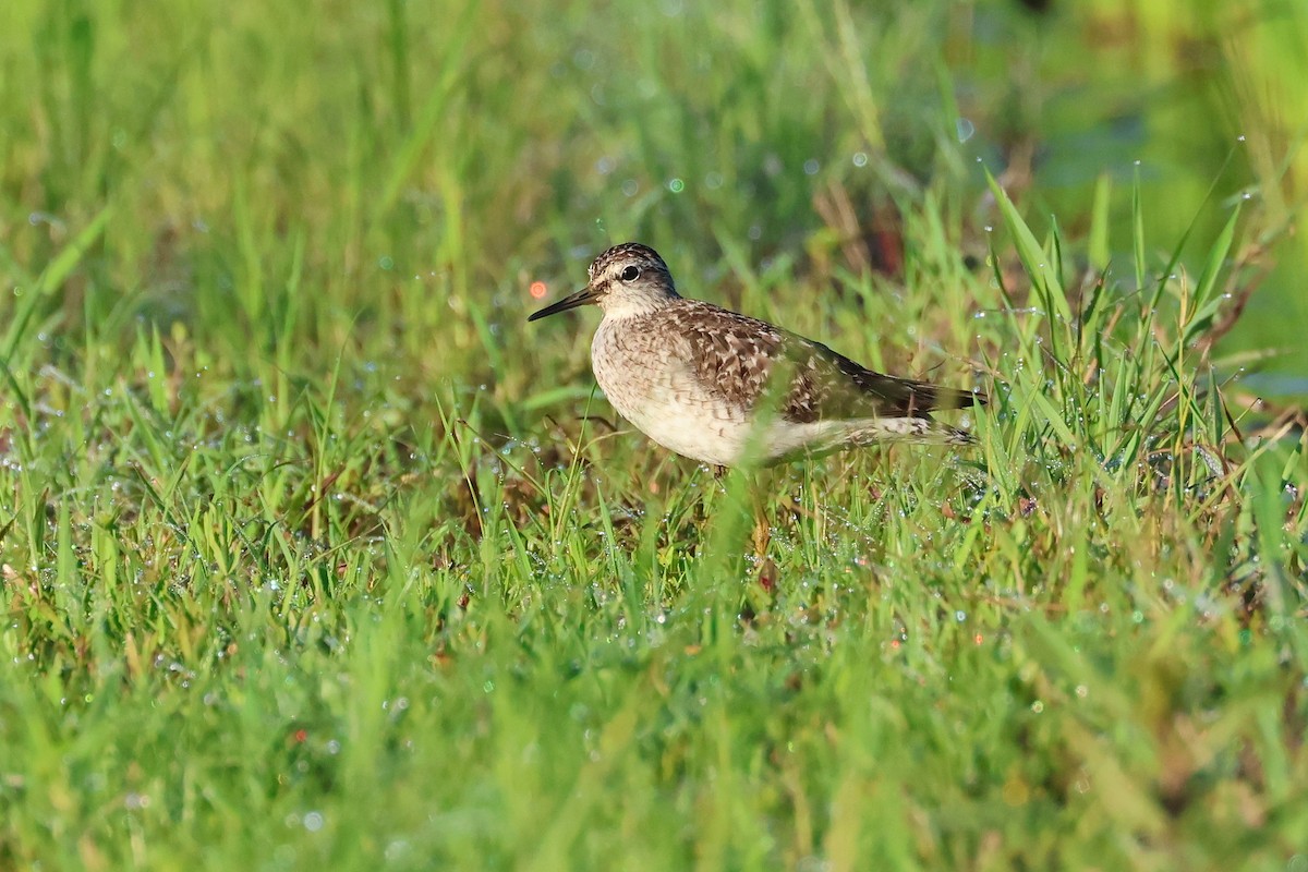 鷹斑鷸 - ML646561968