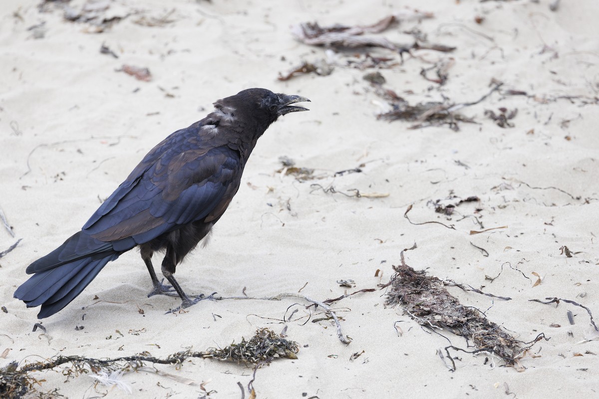 vrána americká - ML646561969