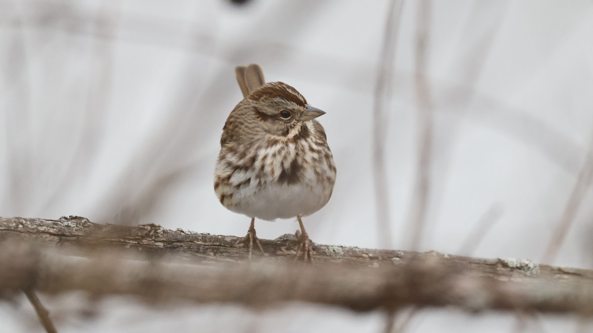 strnadec zpěvný - ML646561970