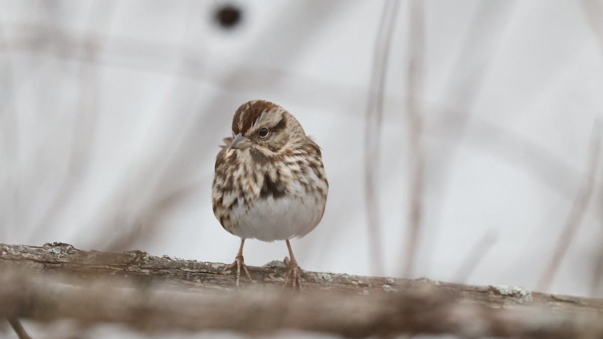 strnadec zpěvný - ML646561971