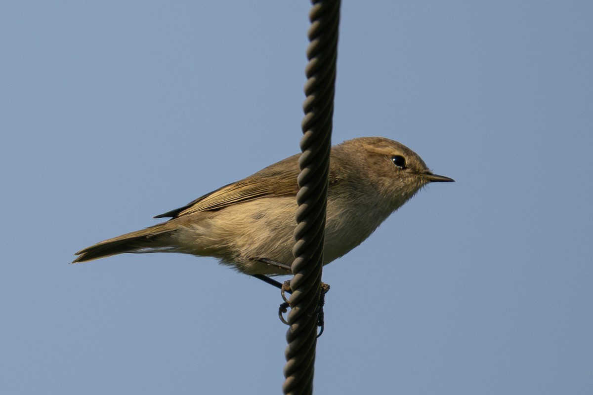 budníček menší - ML646561972