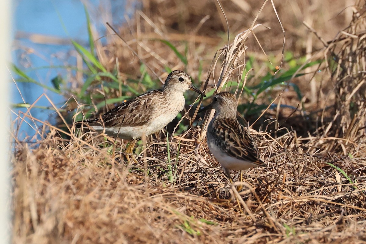 長趾濱鷸 - ML646561973