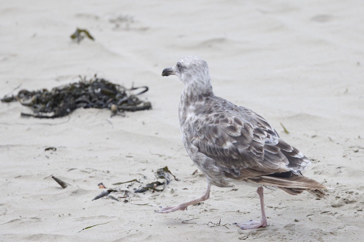 racek západní - ML646561976