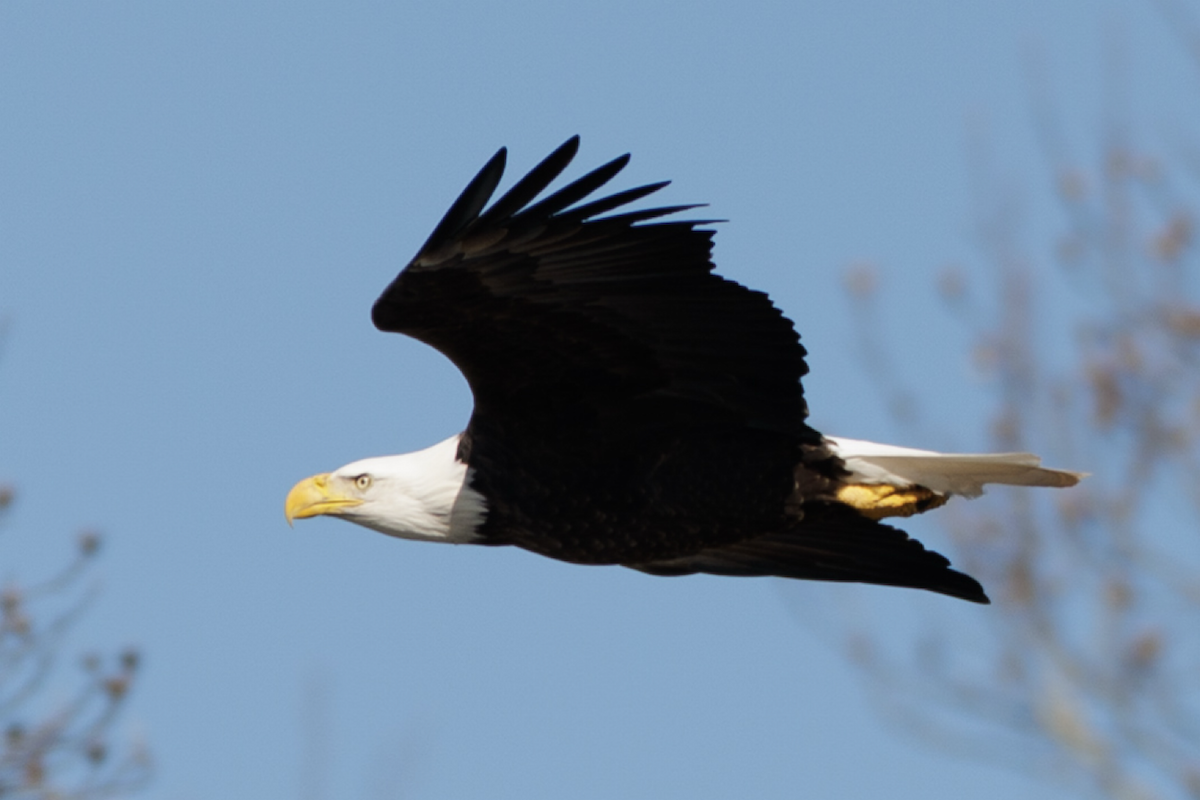 orel bělohlavý - ML646561978