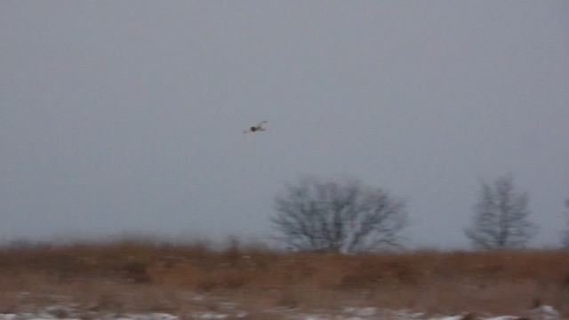 Short-eared Owl - ML646561979