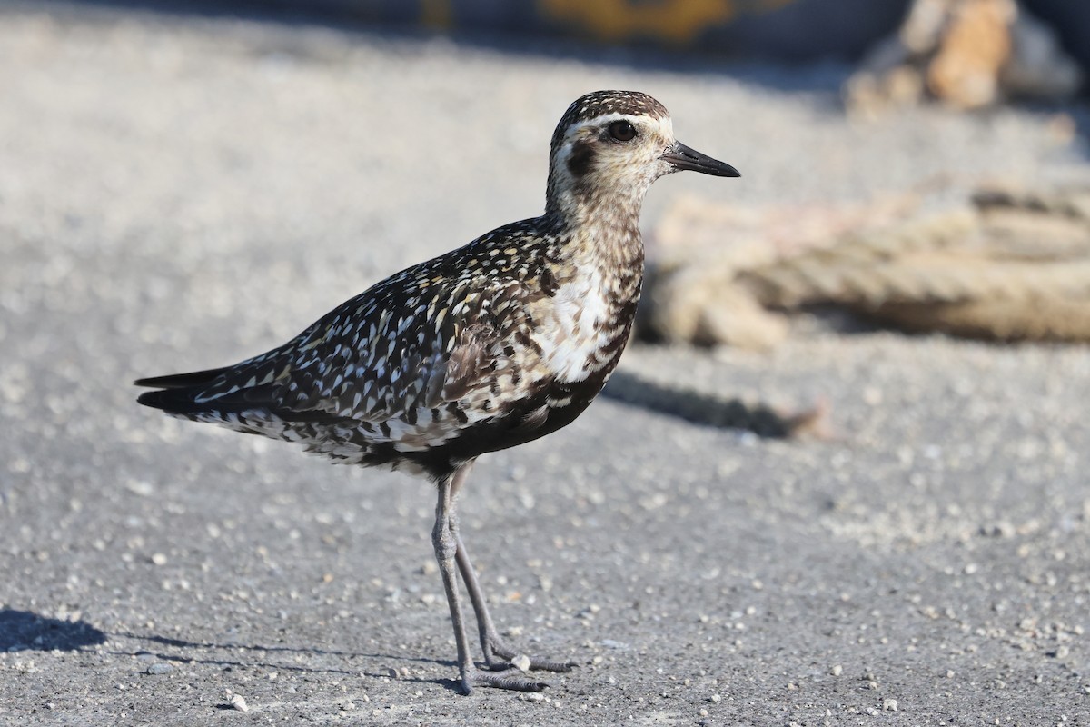 太平洋金斑鴴 - ML646561980