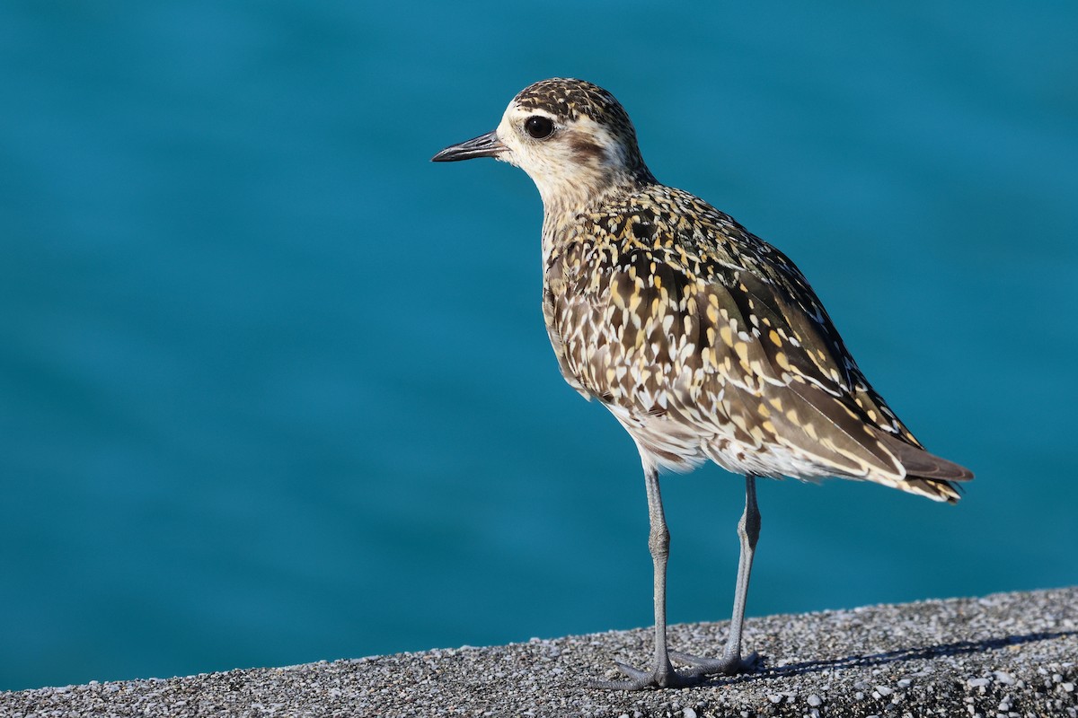 Pacific Golden-Plover - ML646561981