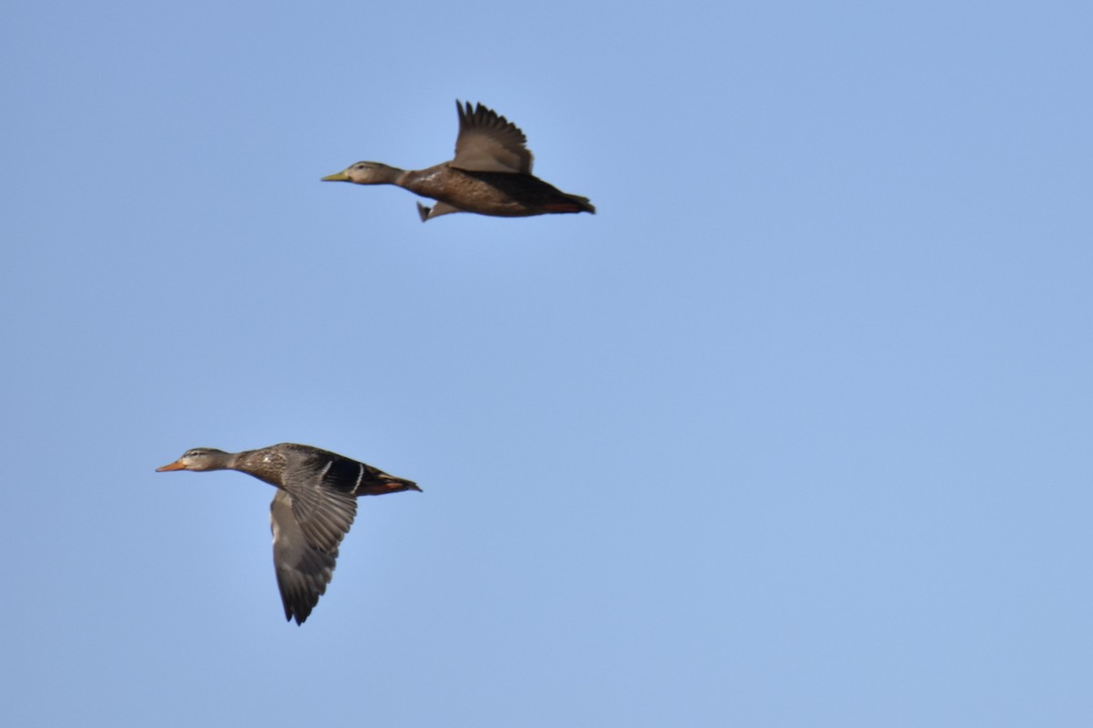 Mexican Duck - ML646561982