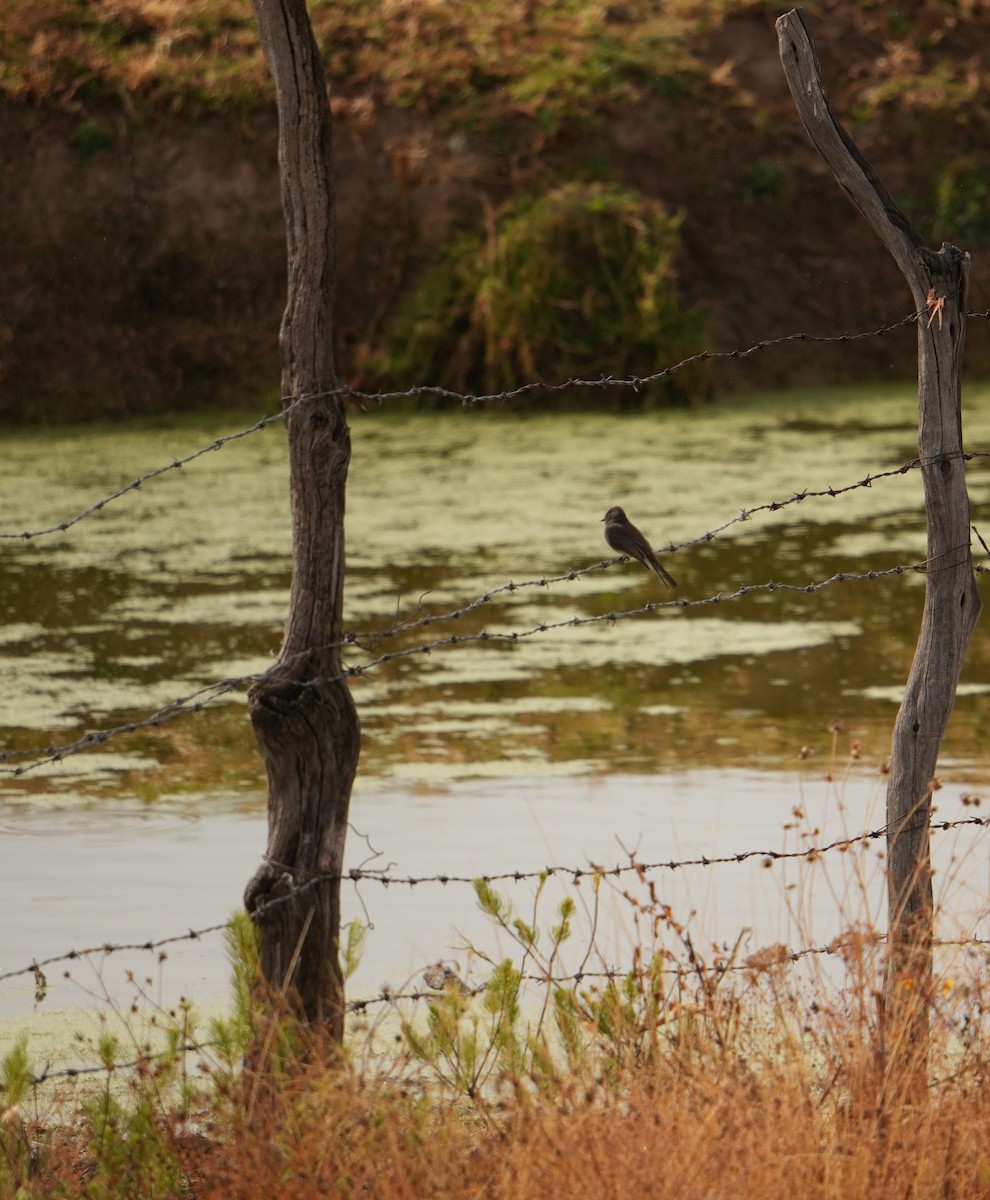 Black Phoebe - ML646561983