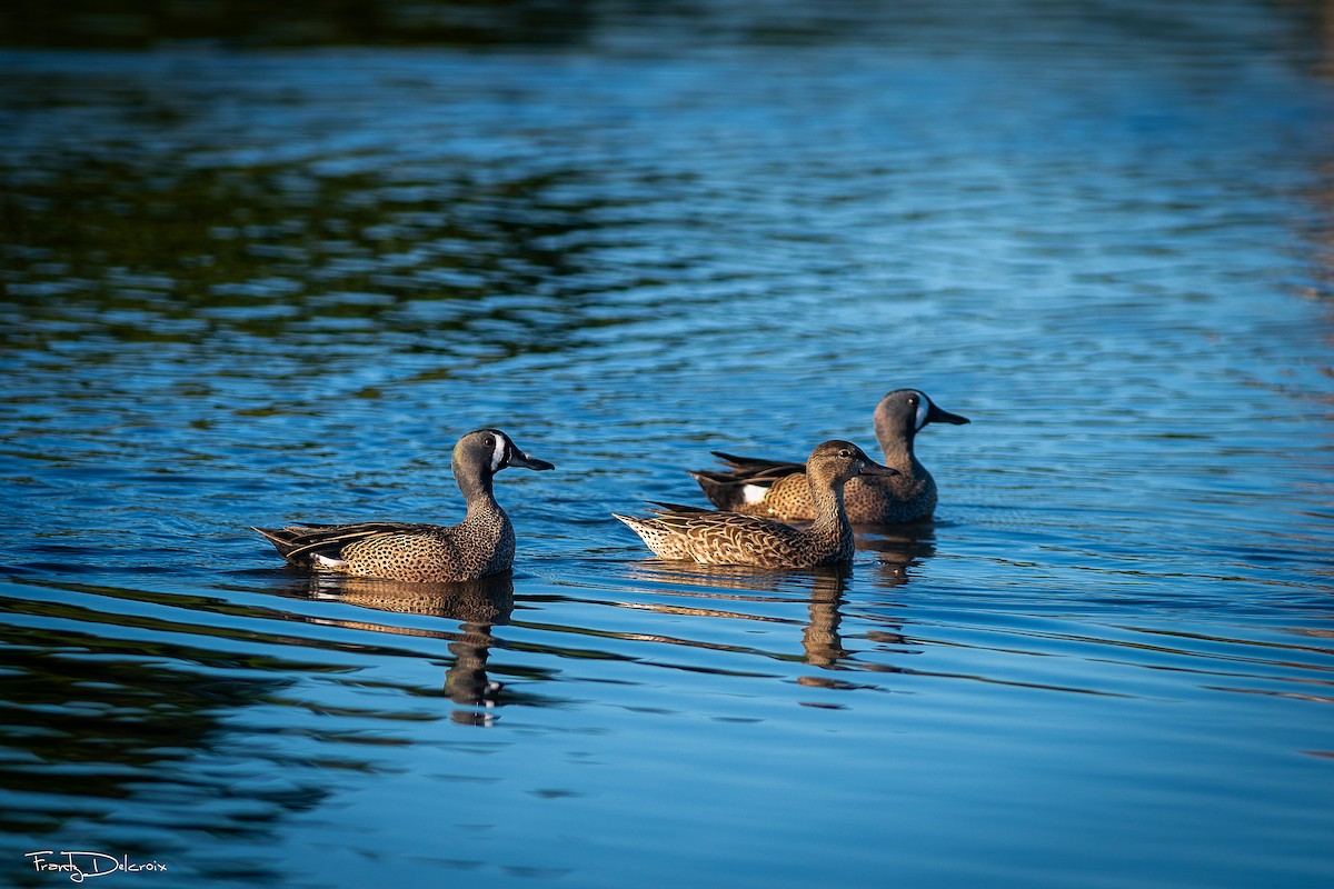 Чирянка блакитнокрила - ML646561985