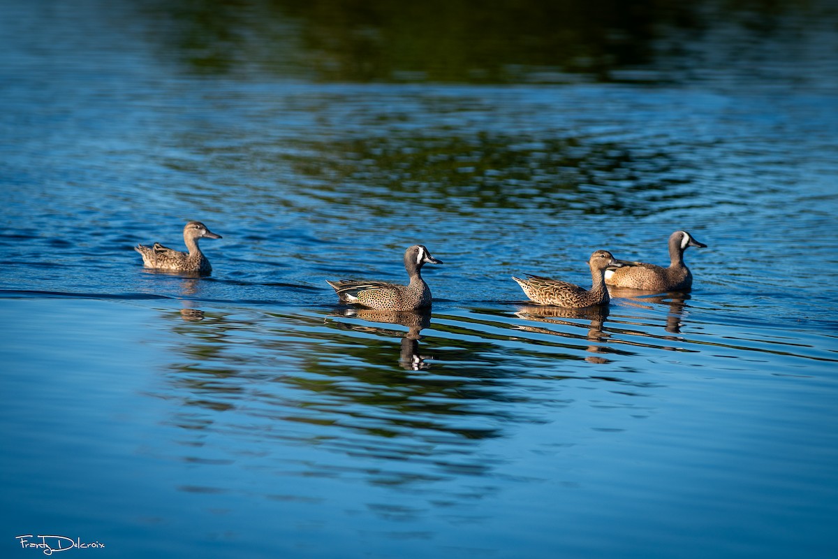 Чирянка блакитнокрила - ML646561986