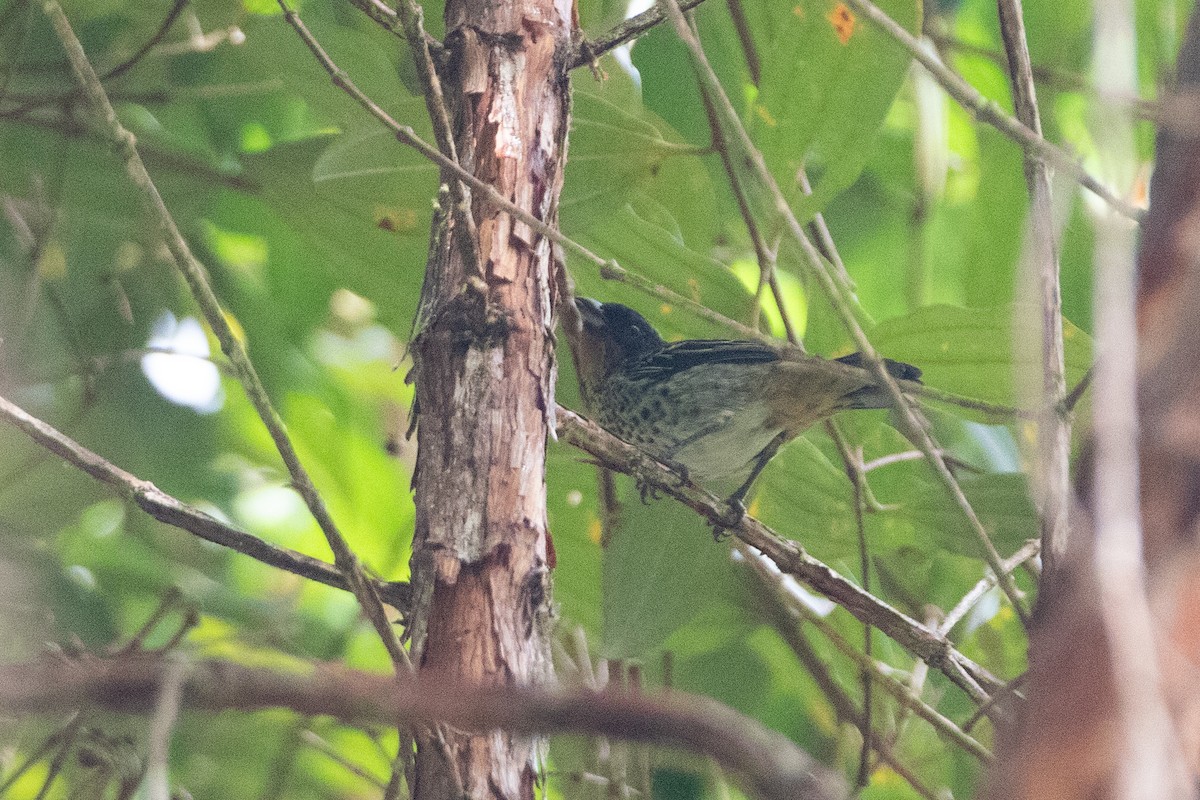 Rufous-throated Tanager - ML646561990