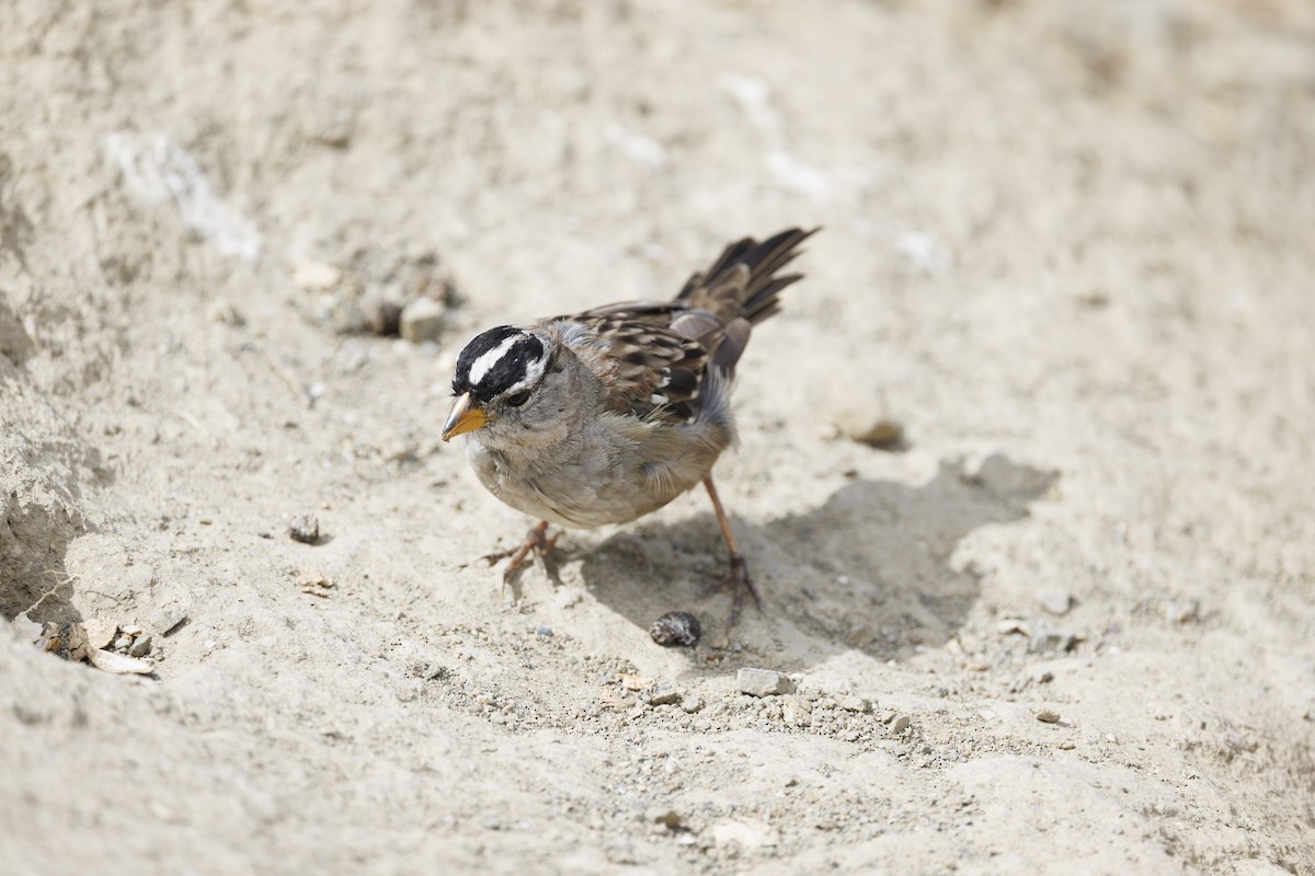 strnadec bělopásý - ML646561991