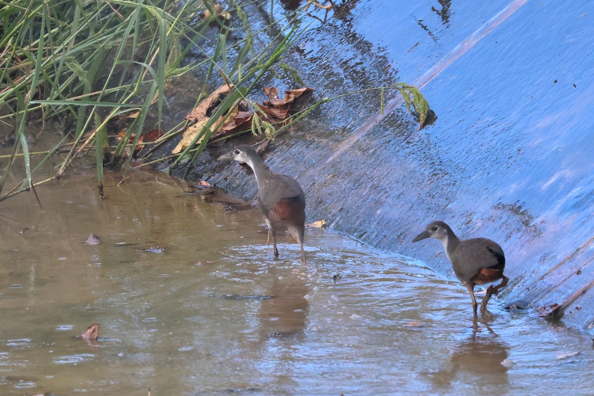 白腹秧雞 - ML646561992