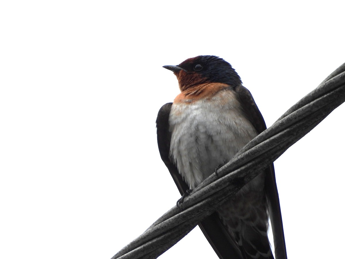 Pacific Swallow - ML646561998