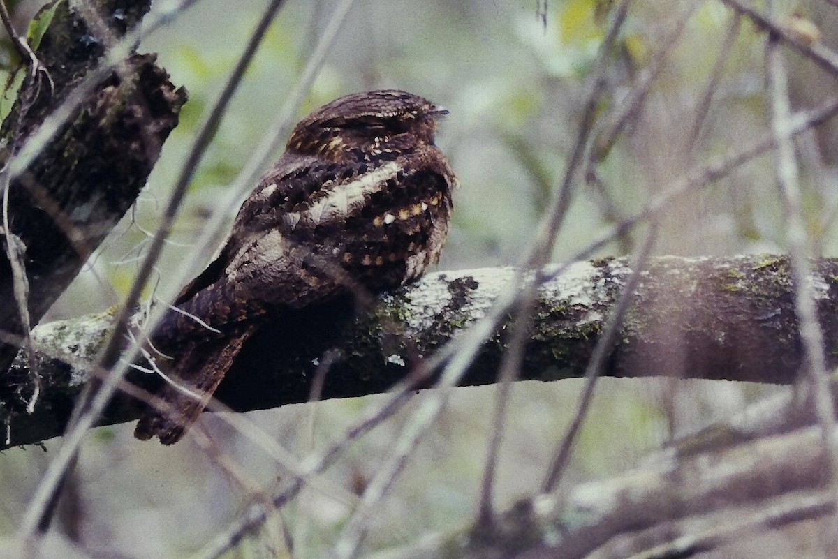 Chuck-will's-widow - ML646562002