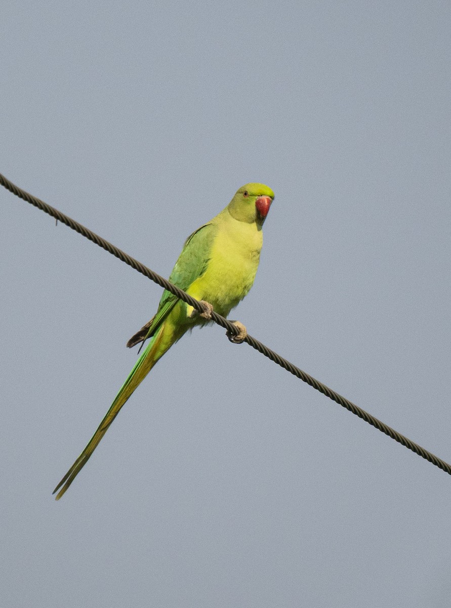 alexandr malý - ML646562003