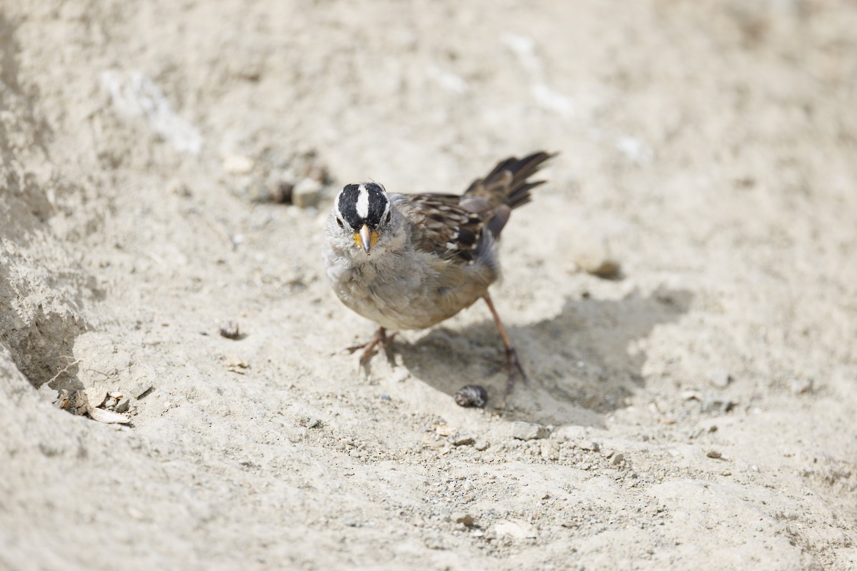 strnadec bělopásý - ML646562004