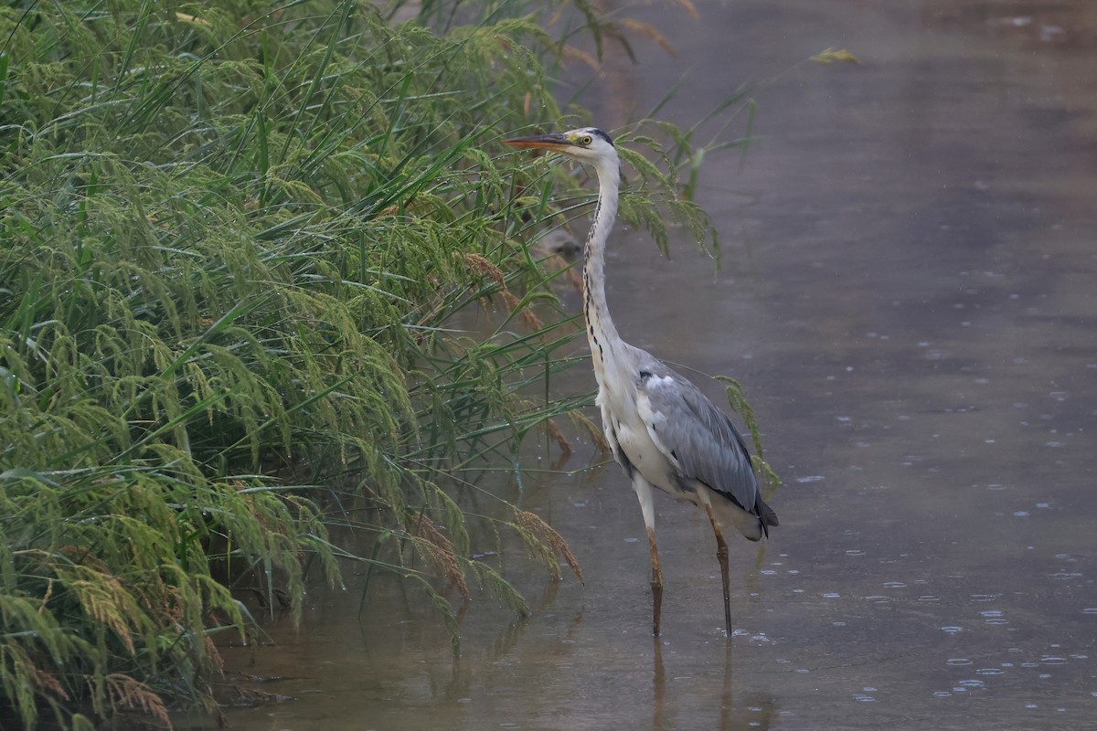 蒼鷺 - ML646562005