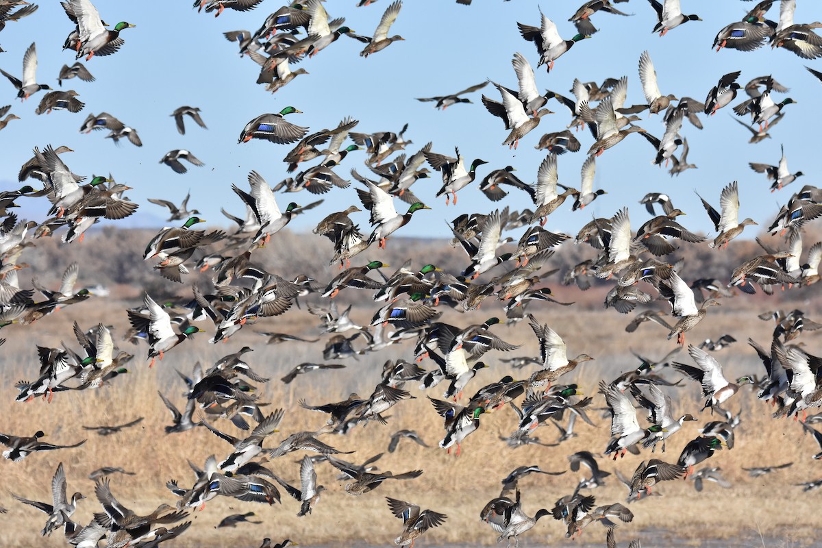 Mallard - ML646562006