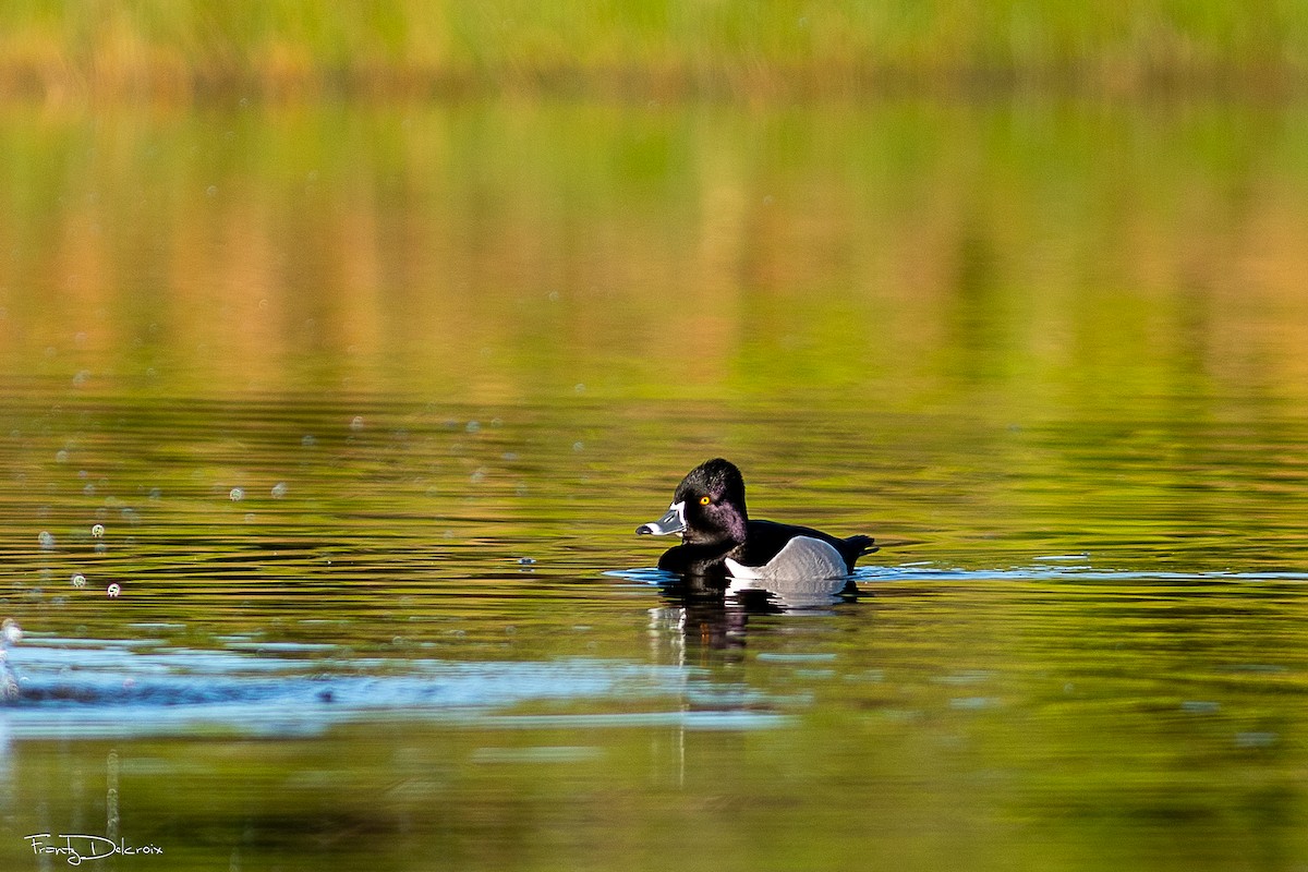 Murgilari lepokoduna - ML646562007