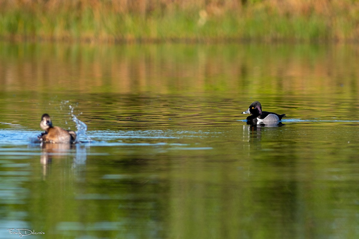 Murgilari lepokoduna - ML646562008