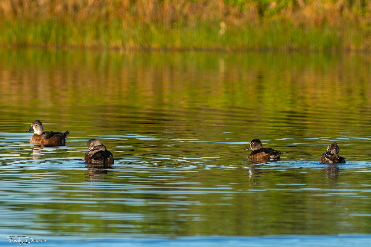 Murgilari lepokoduna - ML646562010