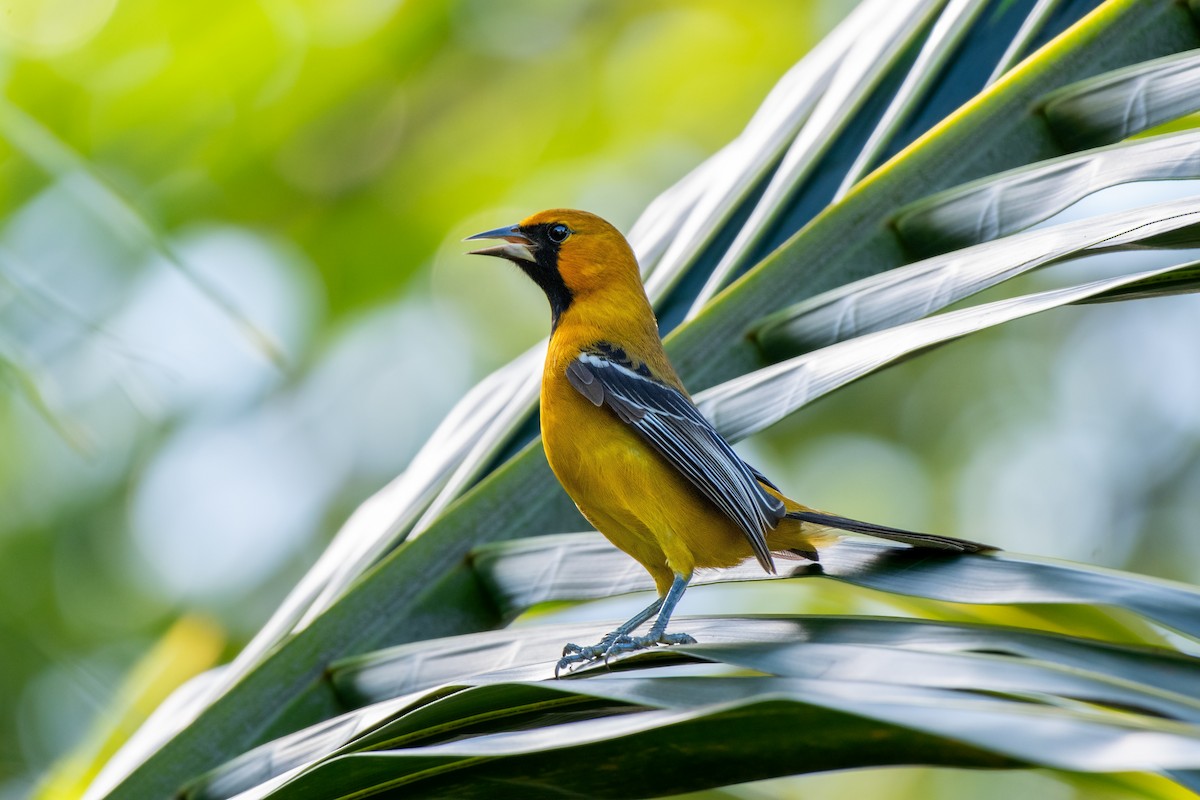 Orange Oriole - ML646562011