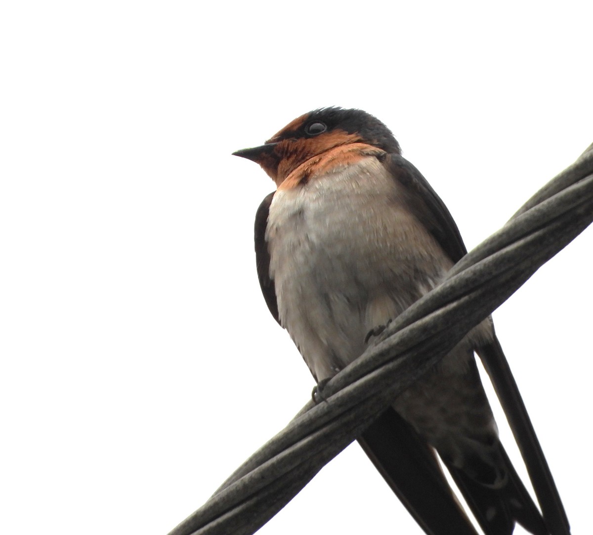 Pacific Swallow - ML646562012