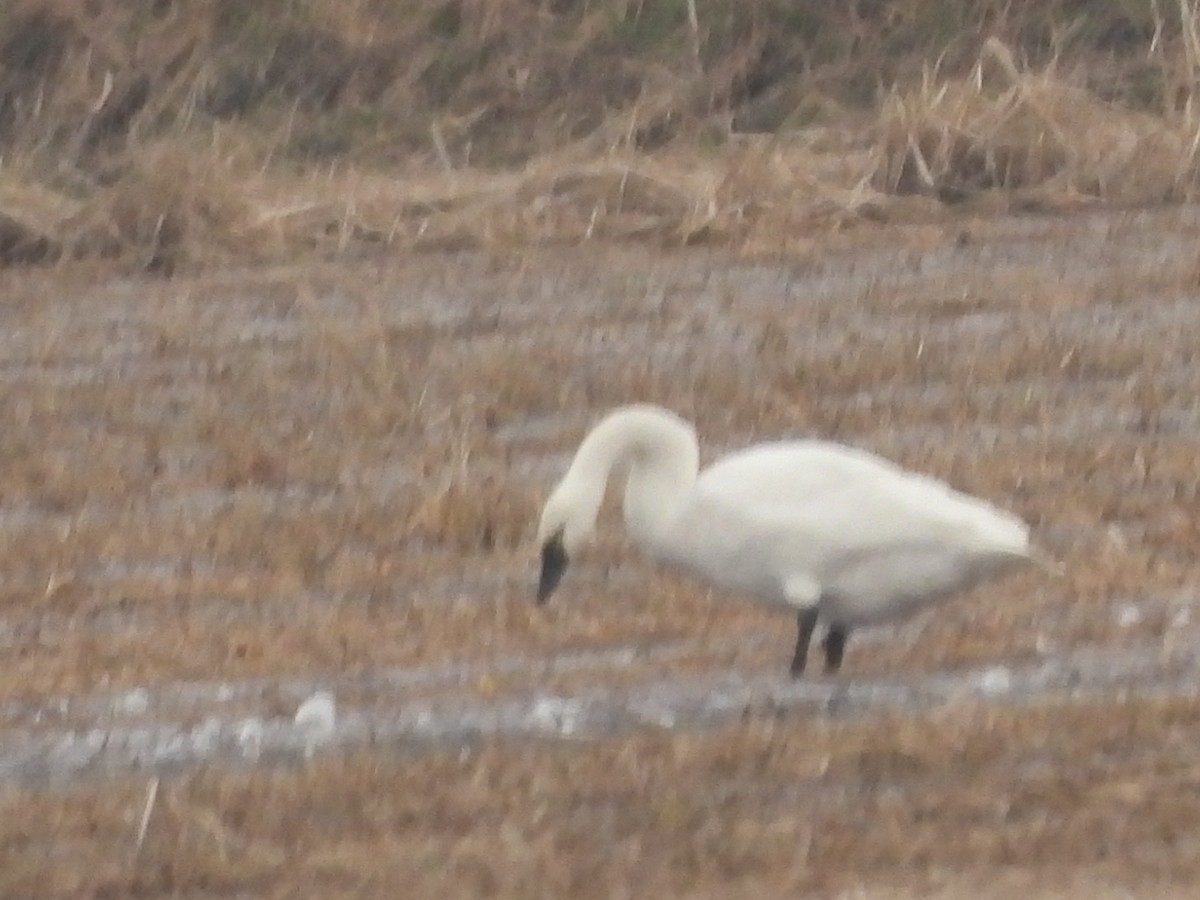 Beltxarga txistularia - ML646562013