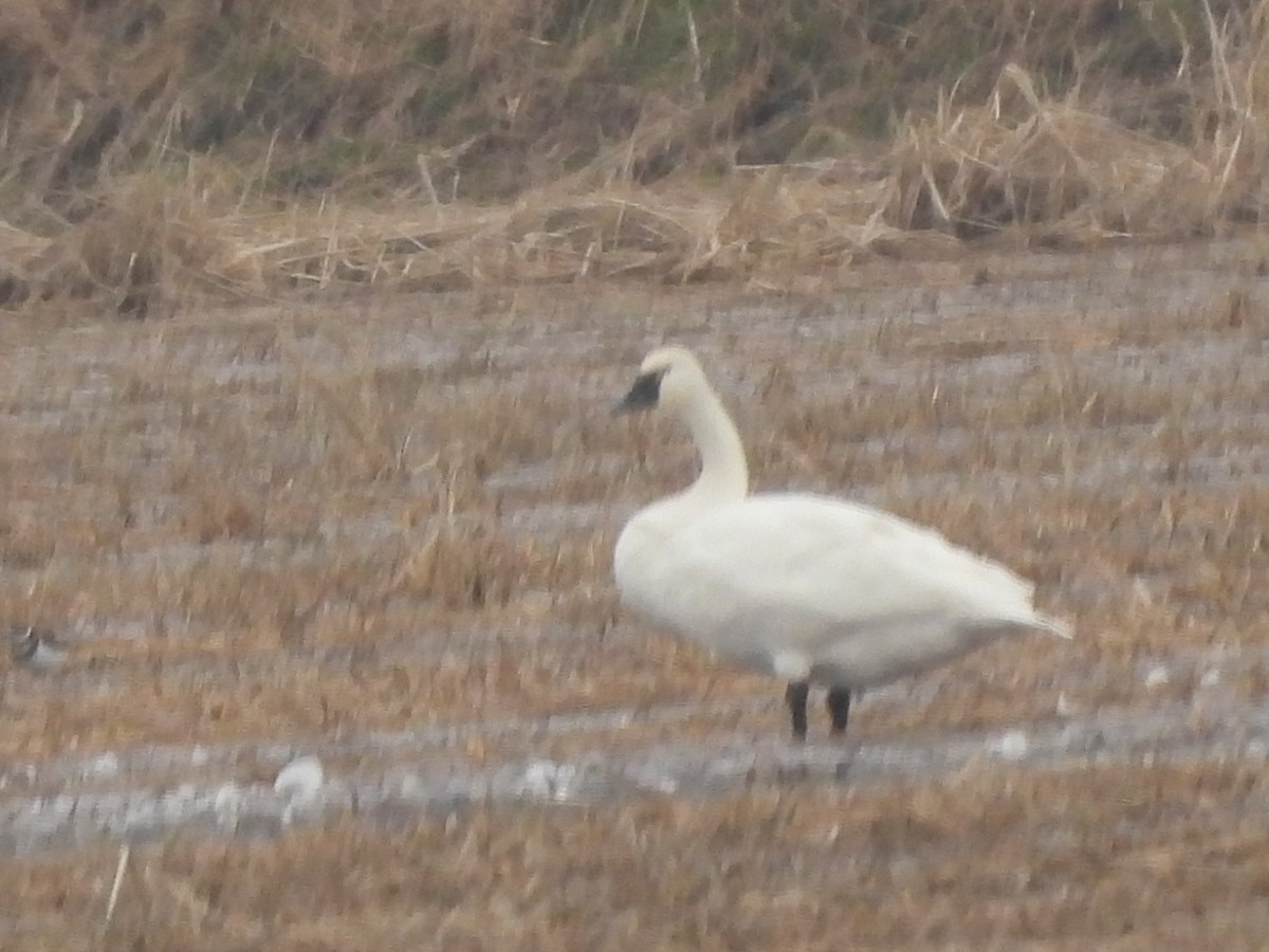 Beltxarga txistularia - ML646562014