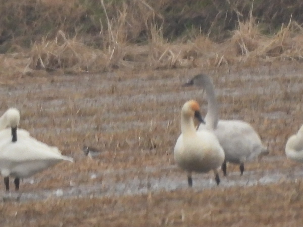 Beltxarga txistularia - ML646562015