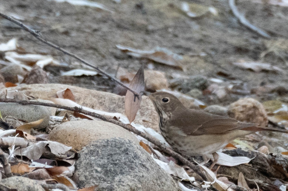 Дрізд-короткодзьоб плямистоволий - ML646562016