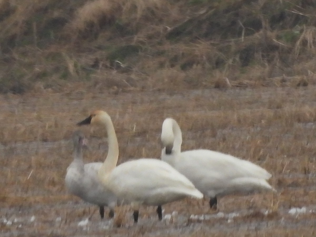 Beltxarga txistularia - ML646562017