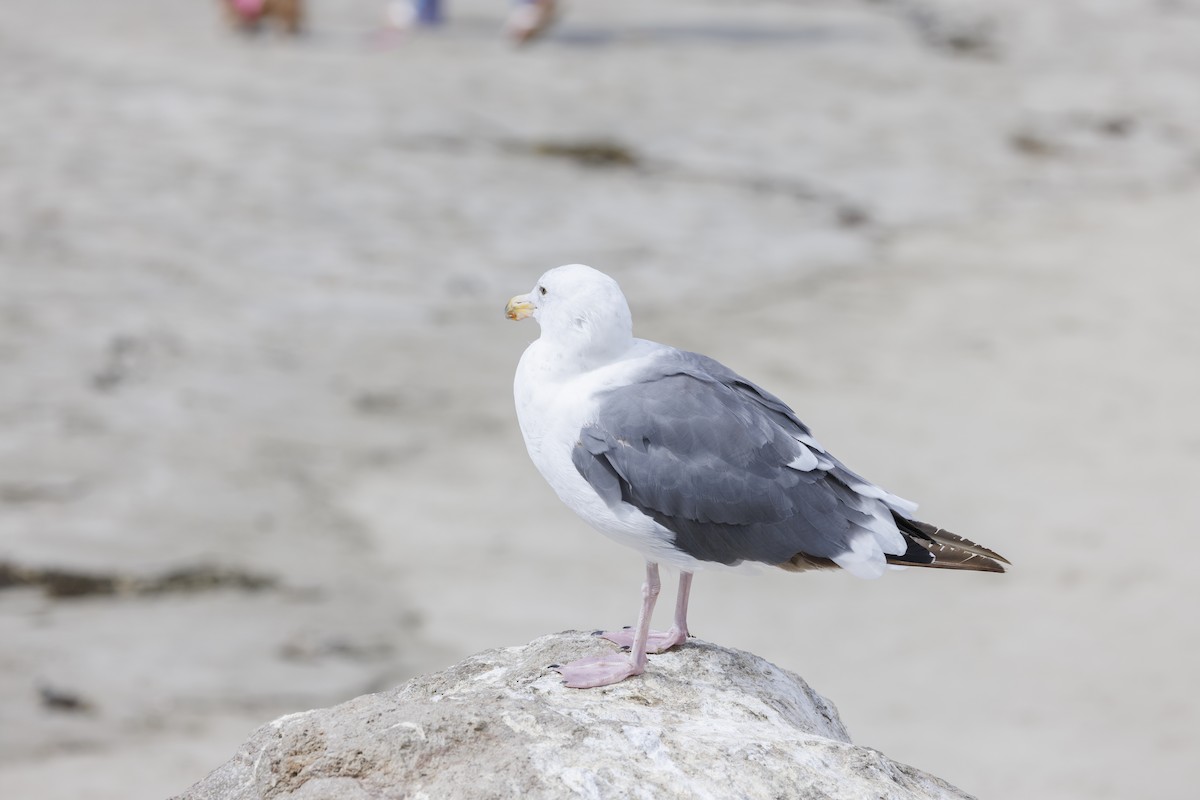 racek západní - ML646562019