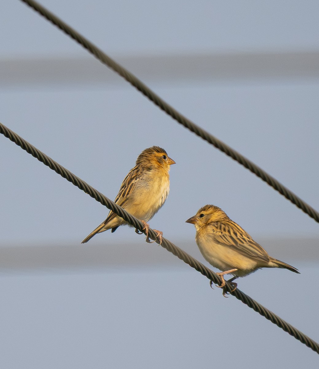 snovač indomalajský - ML646562021