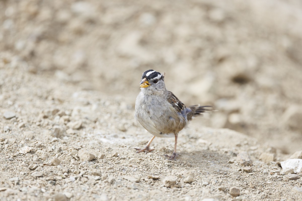 strnadec bělopásý - ML646562027