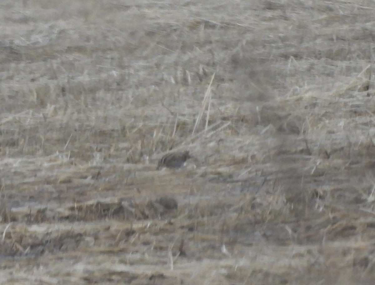 Wilson istingorra - ML646562029