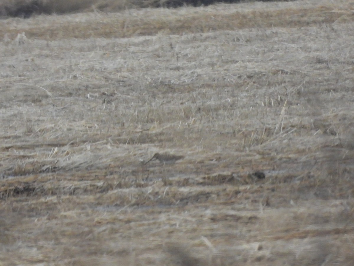 Wilson istingorra - ML646562030