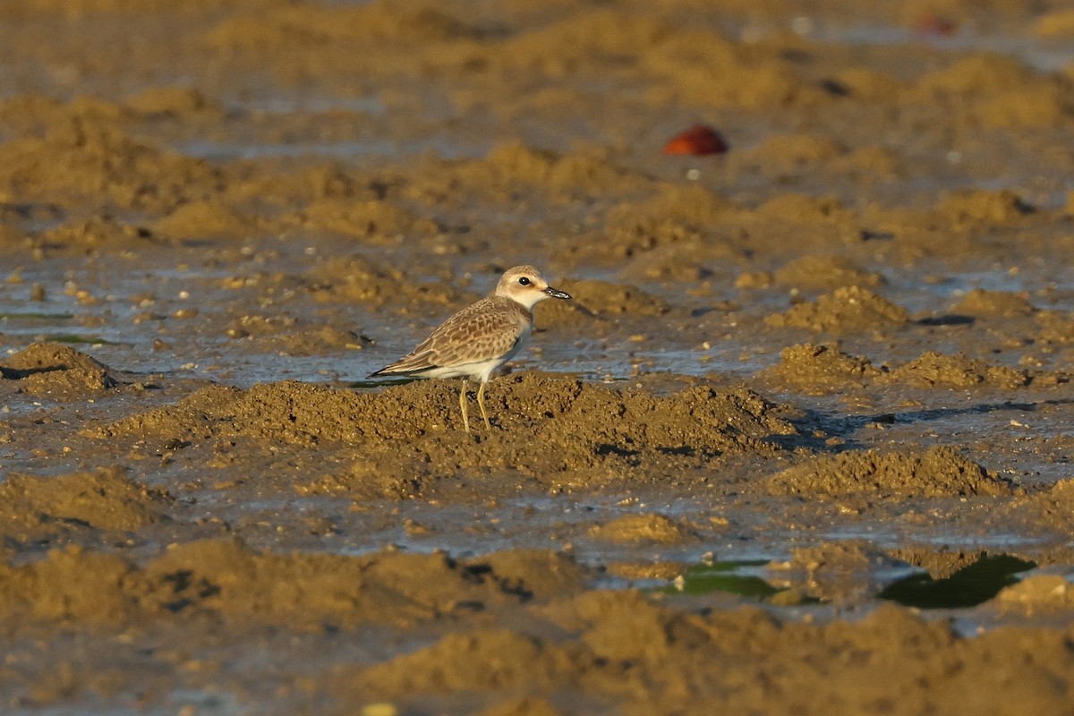 鐵嘴鴴 - ML646562031