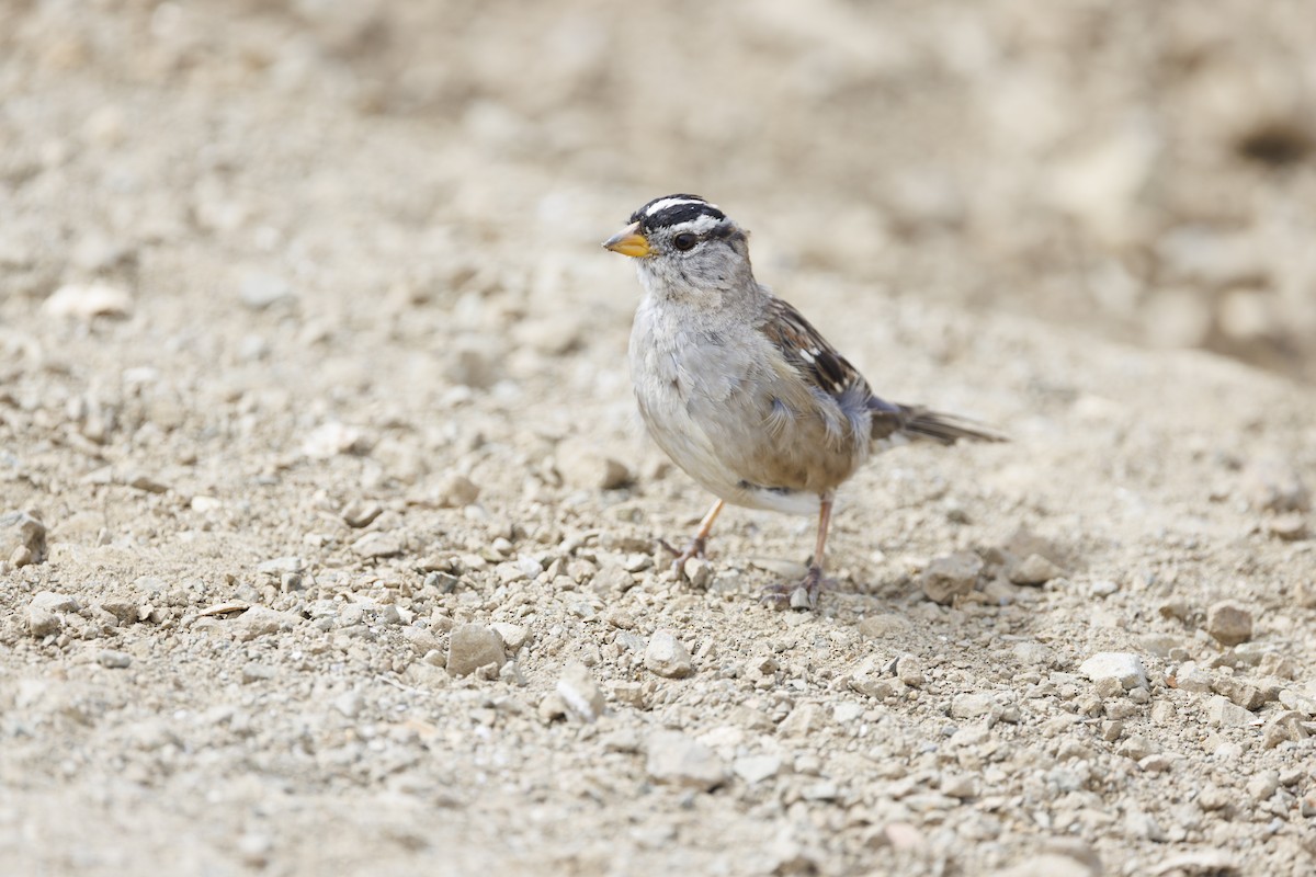 strnadec bělopásý - ML646562032