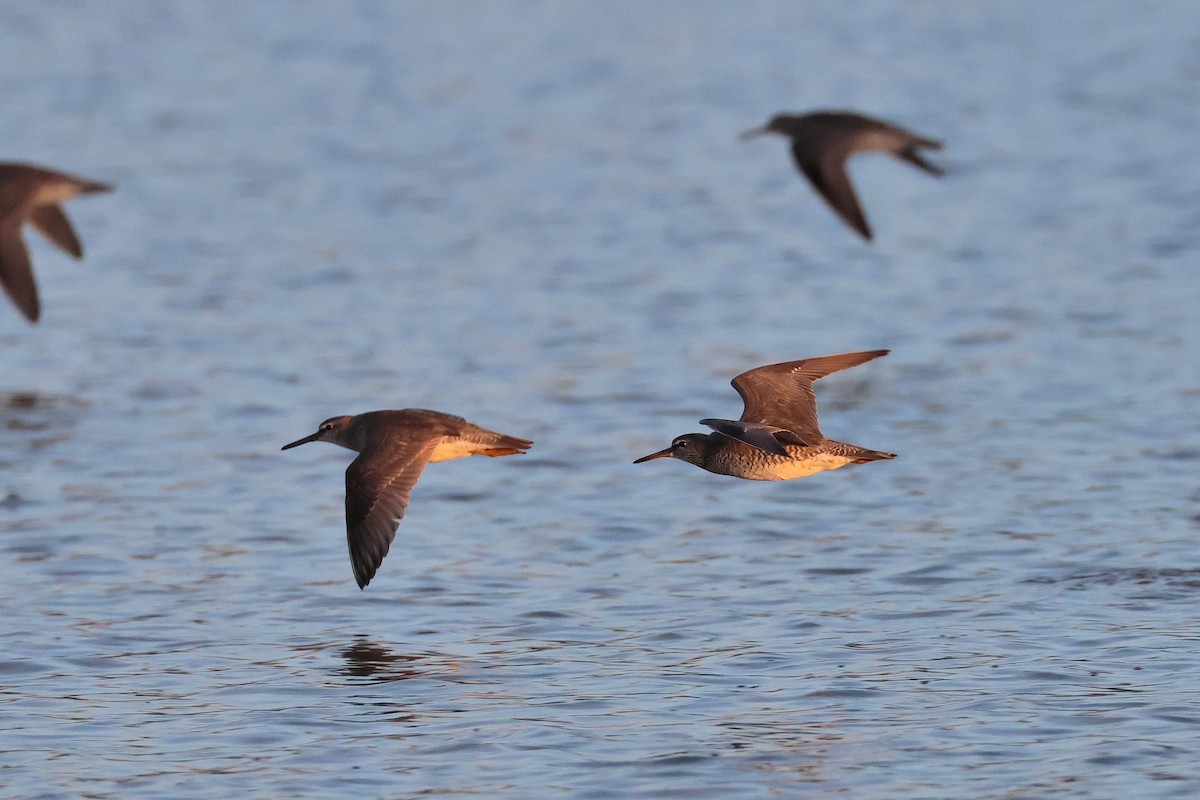 Playero Siberiano - ML646562033