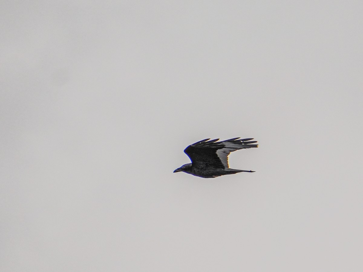 Erroi handia - ML646562034